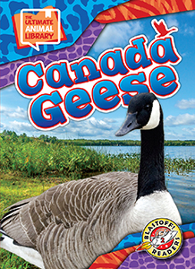 Cover Art for Canada Geese