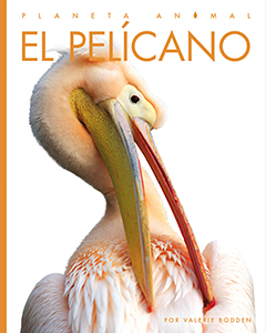 Cover Art for El pelícano