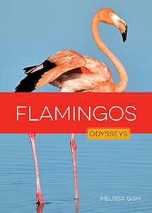 Cover Art for Flamingos