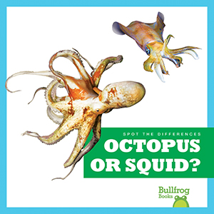 Cover Art for Octopus or Squid?