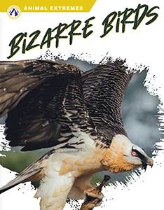 Cover Art for Bizarre Birds