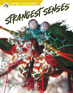Cover Art for Strangest Senses